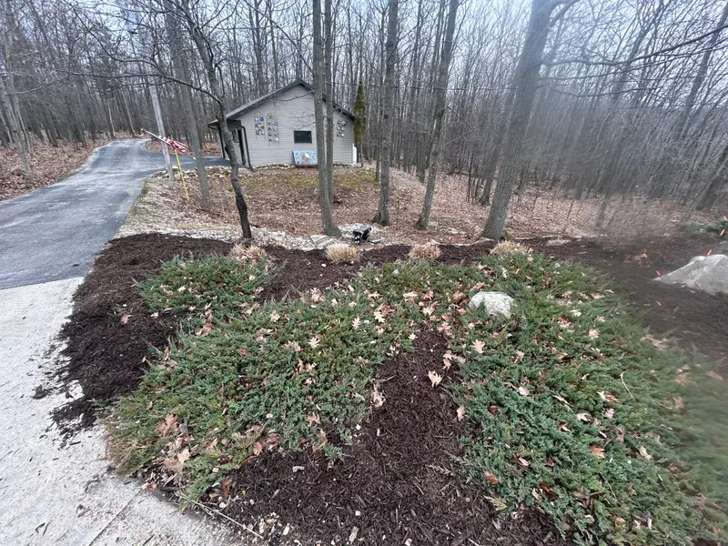Juniper beds freshly mulched beside a cabin driveway