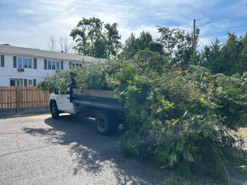Dump truck loaded high with cut evergreen brush